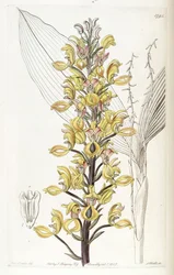 Govenia superba